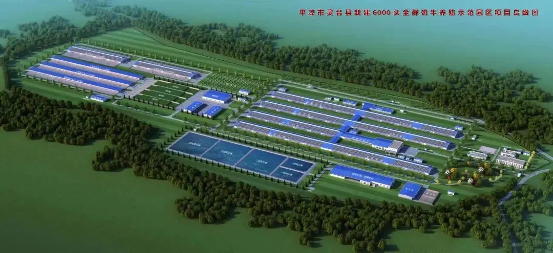 平凉优然牧业灵台高产奶牛牧场首批奶牛入栏