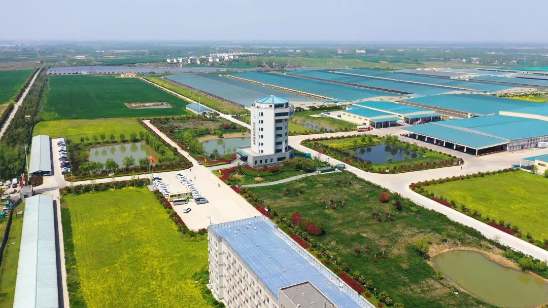 现代牧业：已布局规模牧场超50个、奶牛突破42万头
