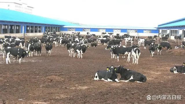 【微▪关注】内蒙古:70个科研攻关项目助力奶业振兴
