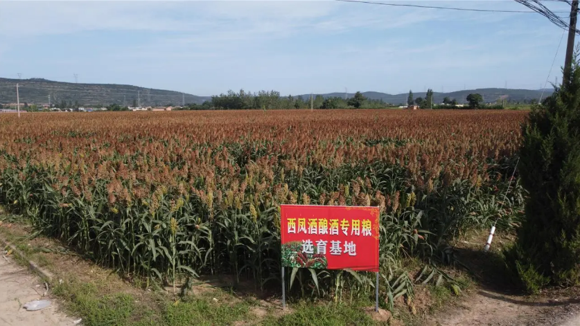 三年磨剑,王者归来,西凤崛起的背后究竟是什么