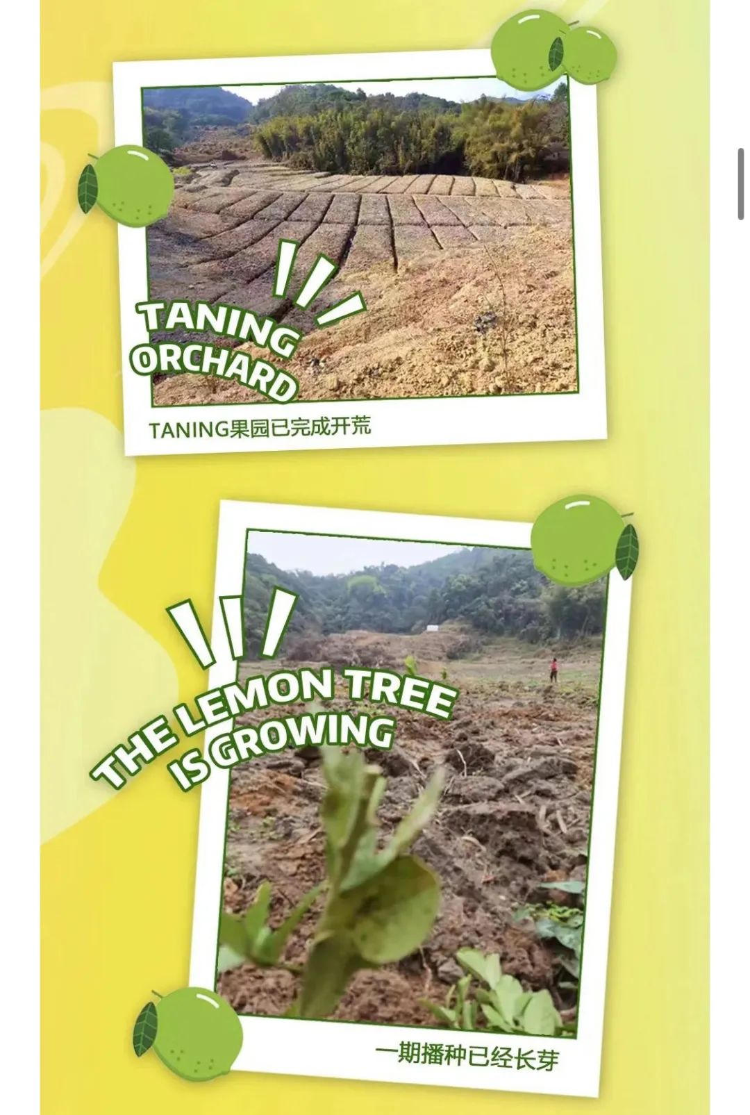 与喜茶蜜雪一起出海，特色茶饮如何从“走出去”到“做起来” ？
