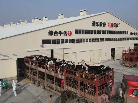 黑龙江肇源畜牧业牛气冲天