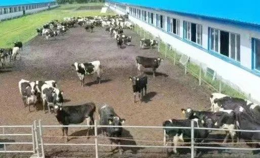 北大荒集团北安分公司奶牛单产12吨鲜奶的背后…