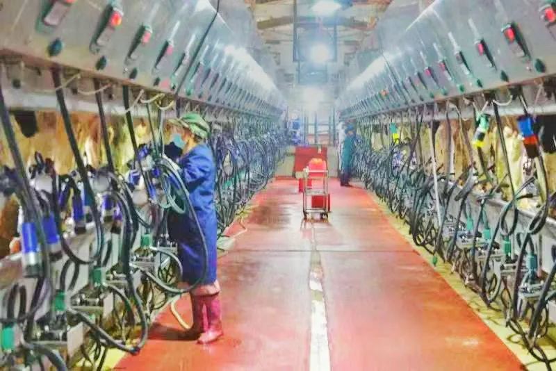 北大荒集团北安分公司奶牛单产12吨鲜奶的背后…