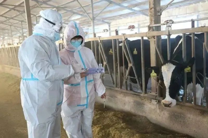 北大荒集团北安分公司奶牛单产12吨鲜奶的背后…