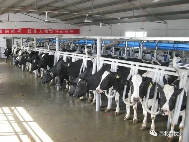 宁夏：生产“高端奶”的天然牧场