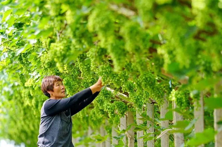 每年一次?取消“葡萄酒消费税”的建议又出现