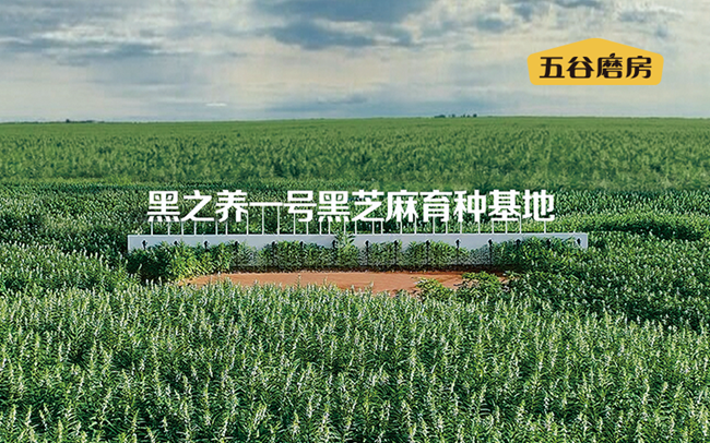 对话五谷磨房桂常青：从经典食补到新食养消费，五谷磨房如何快速发力？