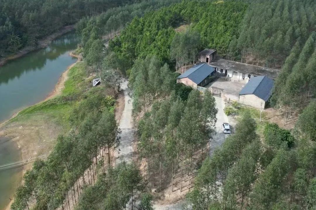抢跑春糖！百商打款、千商咨询，月亮阿妈再推荔枝水牛奶