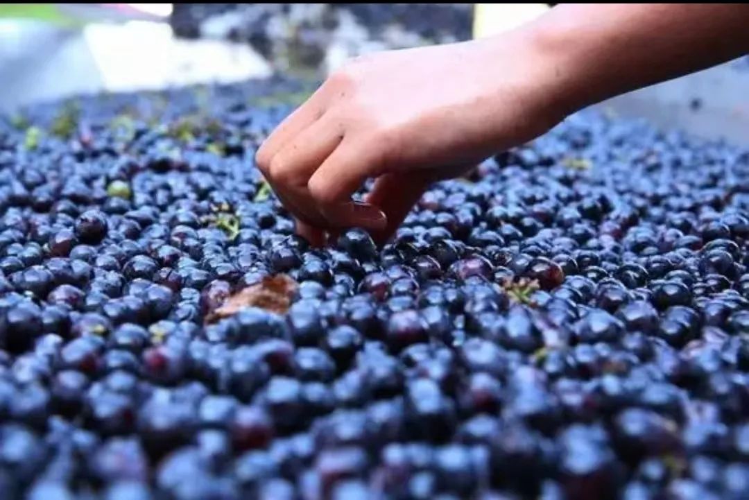 两个超亿元村出现!葡萄酒产业链上游,信心倍增!