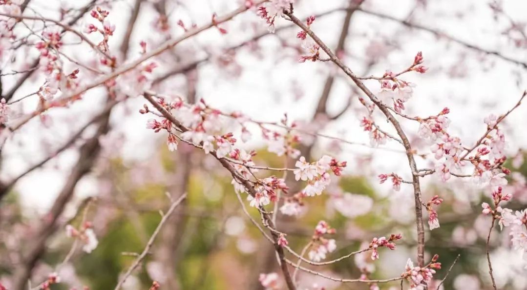 樱花季、咖啡节,看OATLY如何玩转季节性营销