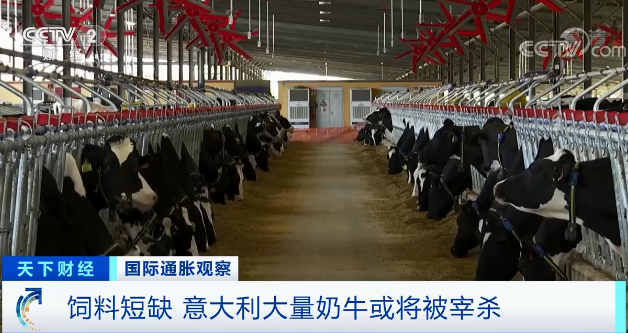 这个国家,饲料库存告急!大量奶牛或被宰杀…