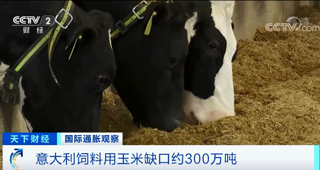 这个国家,饲料库存告急!大量奶牛或被宰杀…