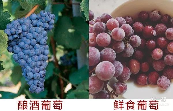 如何对消费者解释进口红酒与国产红酒的区别?