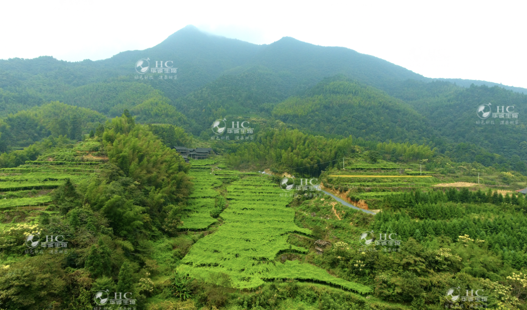 对话华诚生物：代糖岂止于甜？罗汉果的甜味新机遇