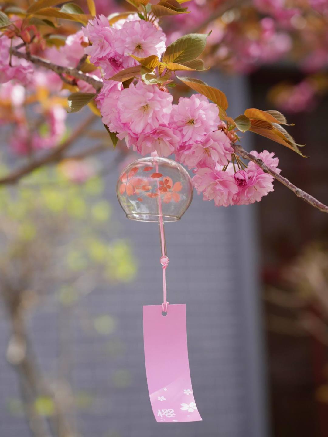 “樱花春酿”盛典举办，金徽酒樱花IP悄然出圈