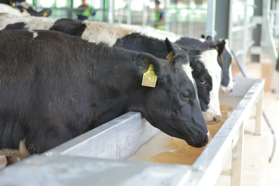 来思尔乳业第二座万头牧场投入运营！