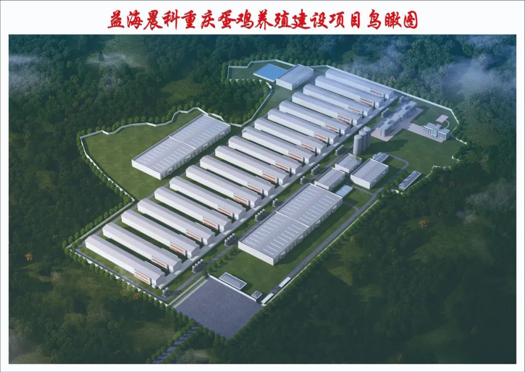 养鸡孵蛋!2500亿金龙鱼,未来有多大想象空间?