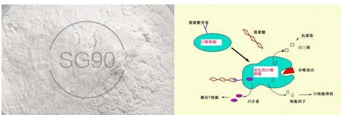 酵母β-葡聚糖还将为健康行业带来哪些新机遇？