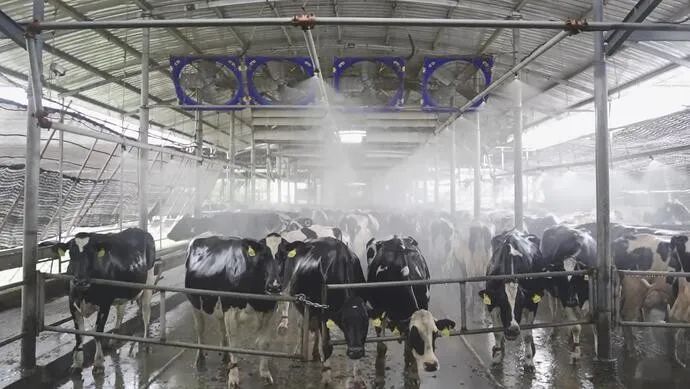 光明乳业:守护奶牛健康,筑牢乳制品供应