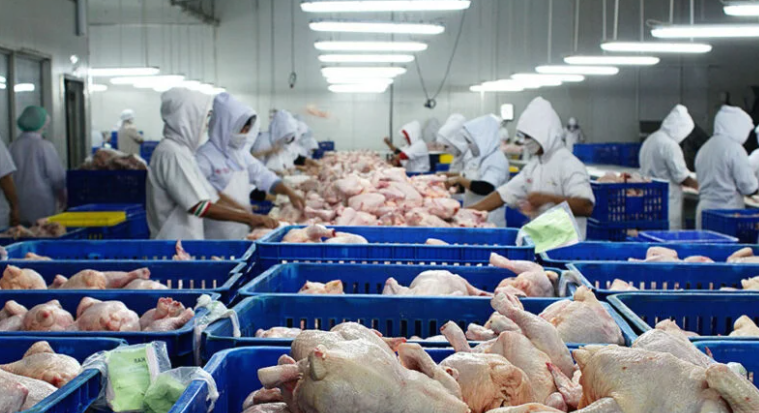 中国计划批准进口泰国鸭肉产品,进口泰国鸡肉大增100%