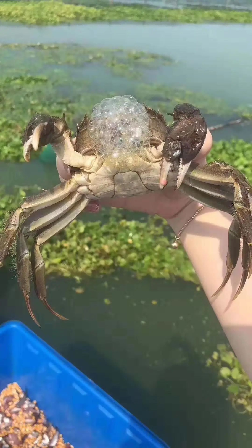 中秋节将至,酒礼融合再现新机遇