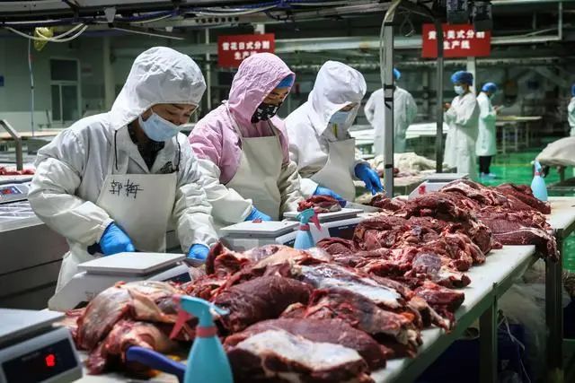甘州:全面推进高质量奶肉牛产业发展——“两头牛”让农民日子“牛”起来