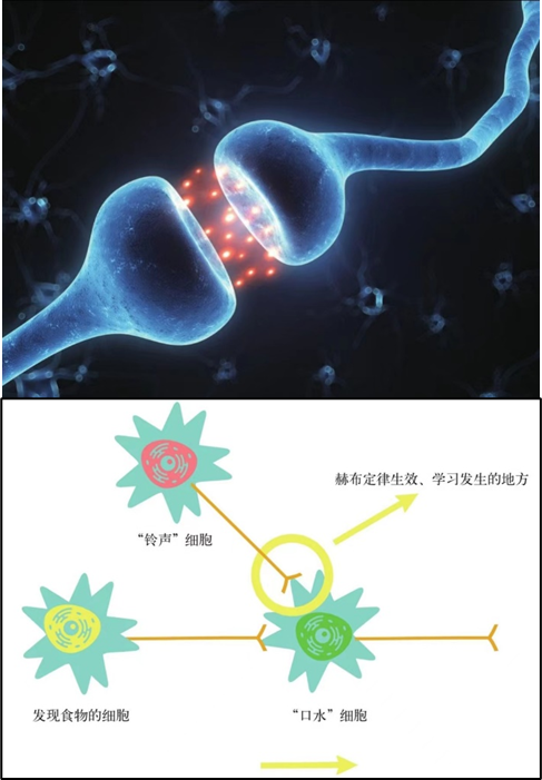 新环境下,酒业该如何塑造超级品牌?