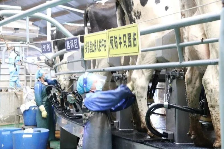 【微▪关注】探访中卫大青山万头奶牛养殖场:3年多4500头增达12000头,日产鲜奶210吨