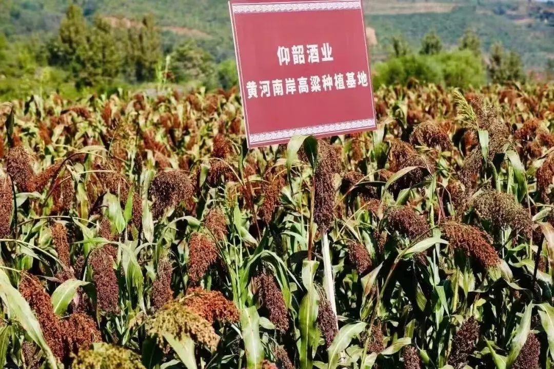 “豫酒唯一”,仰韶酒业?