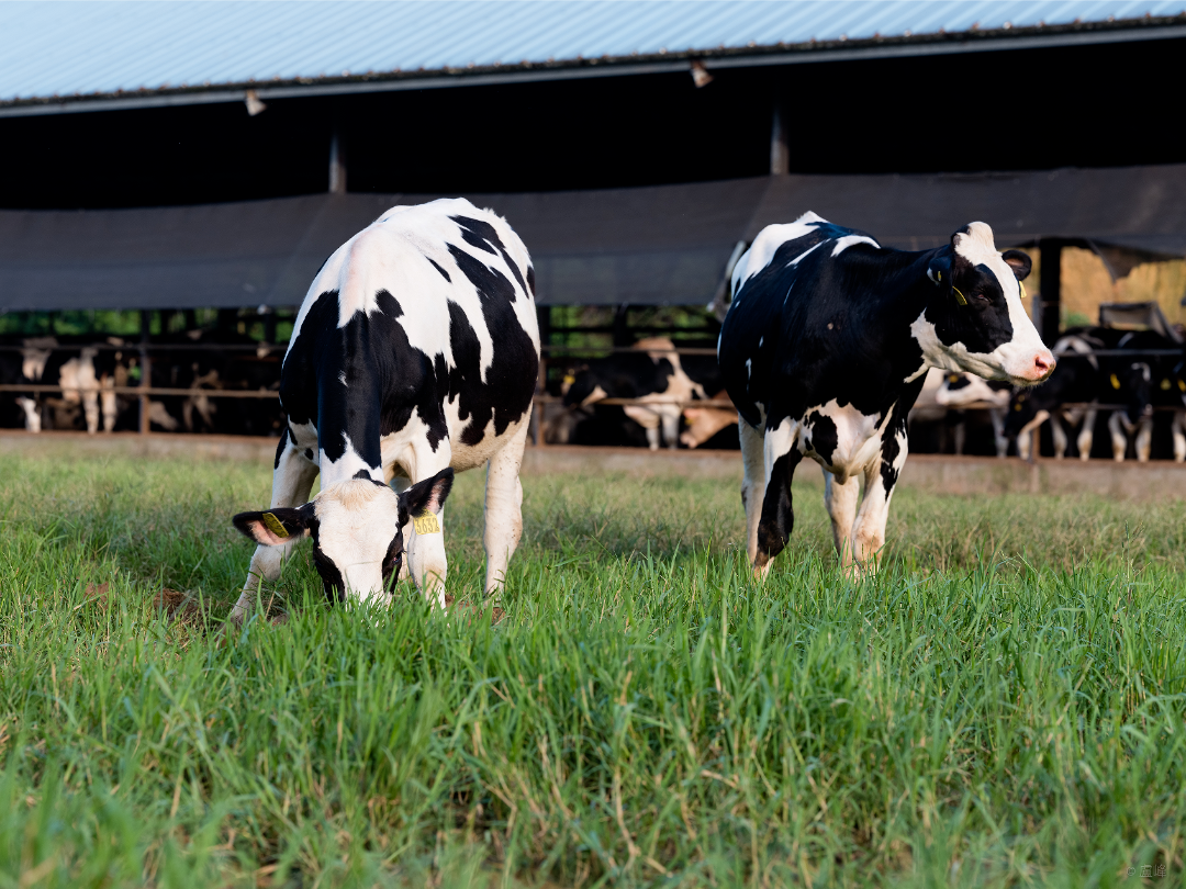 2023燕塘乳业净利润预计同比增长70%-100%
