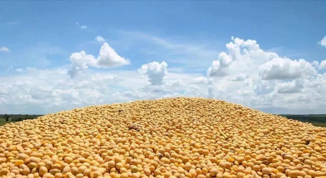 豆粕价格连续大涨,全球大豆产量下调,中国进口量创新高