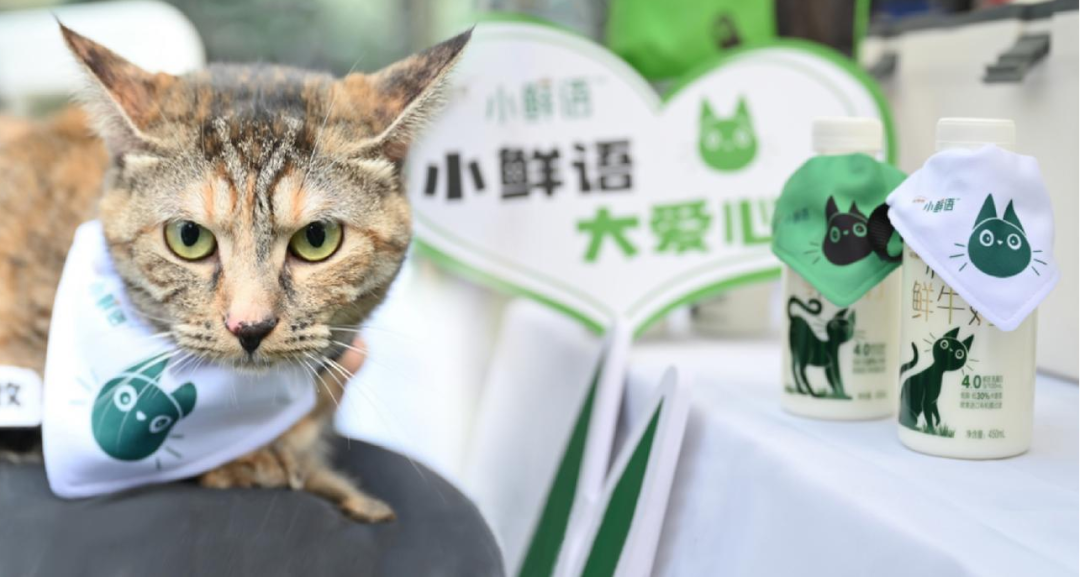 激发年轻人心中的小善念！小鲜语携手它基金，正式启动“助力流浪猫安家计划”！