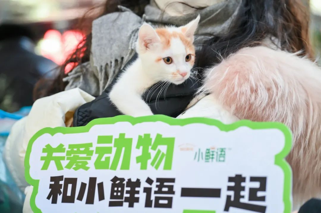 激发年轻人心中的小善念!小鲜语携手它基金,正式启动“助力流浪猫安家计划”!