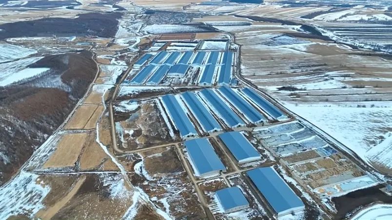 黑龙江谱华威乳业集团万头牧场今年首批1000头荷斯坦顺利“入驻”
