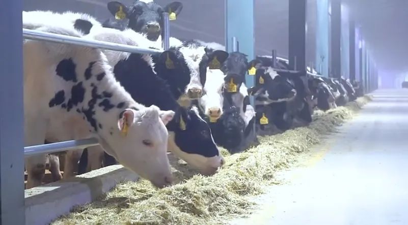 黑龙江谱华威乳业集团万头牧场今年首批1000头荷斯坦顺利“入驻”