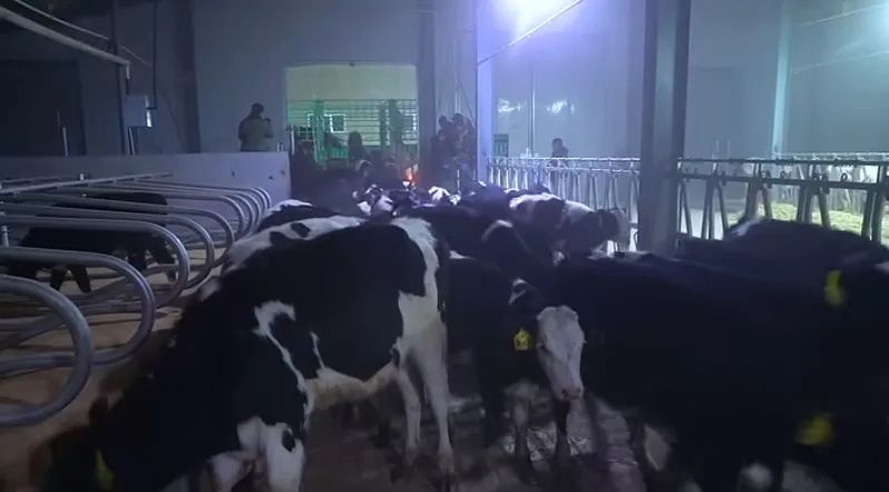 黑龙江谱华威乳业集团万头牧场今年首批1000头荷斯坦顺利“入驻”