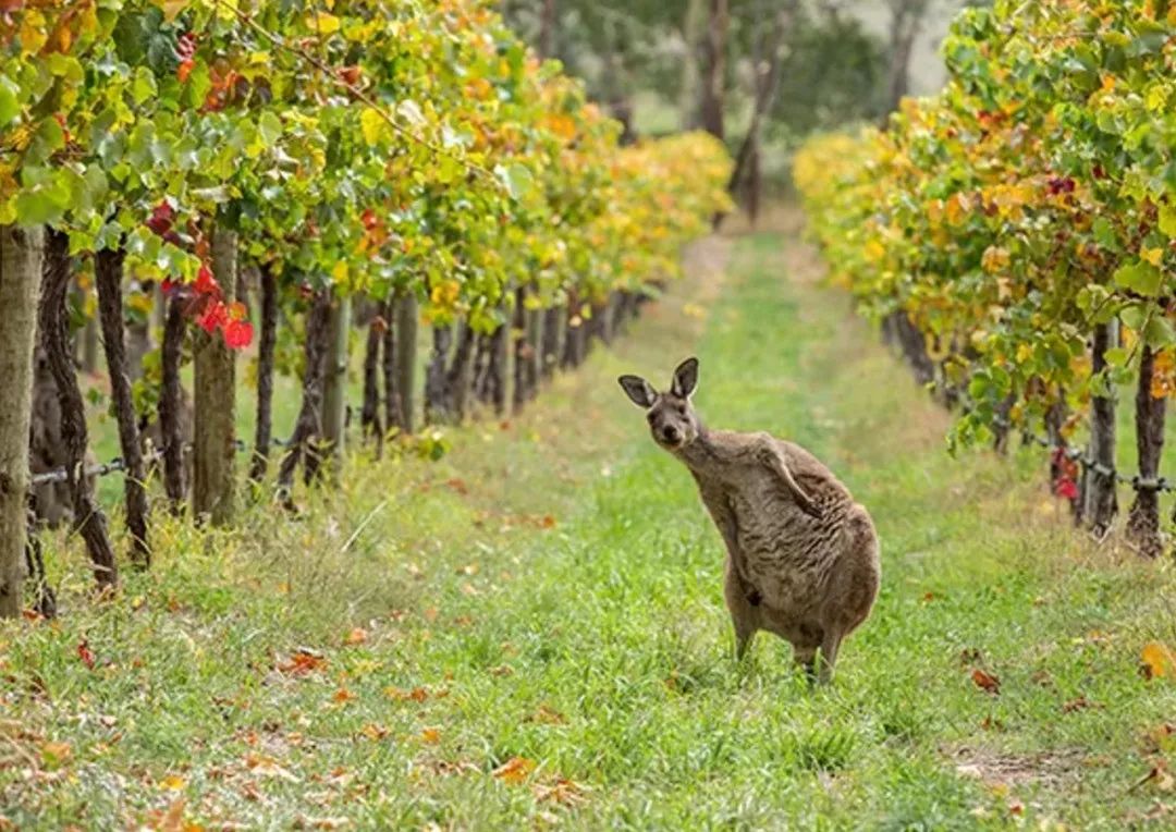 “双反”取消!跌落神坛的澳洲酒能重回巅峰?