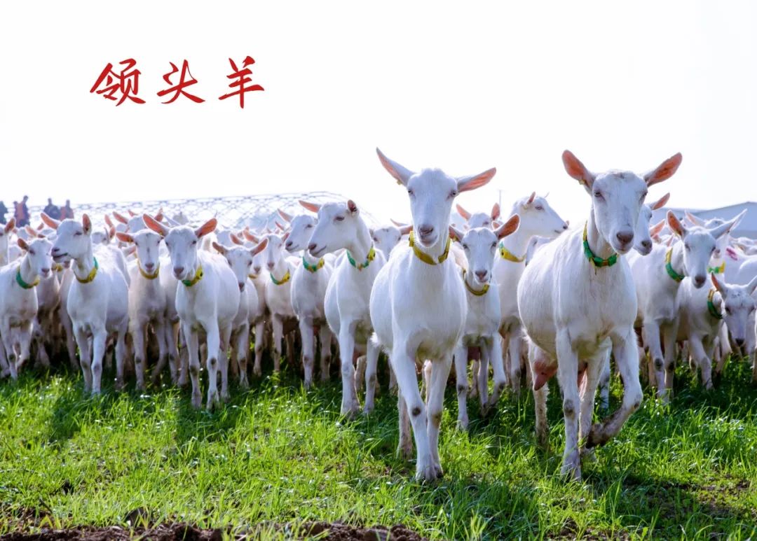 羊奶行业的年度盛会!4月8-10日,“2024奶山羊产业高质量发展大会”即将举办!