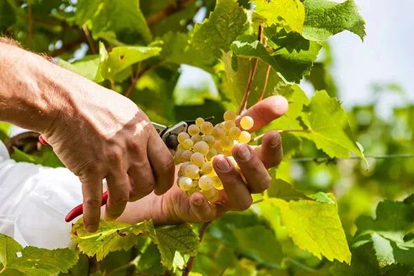 全球葡萄酒产量、消费量跌至历史新低,谁还在逆势增长?
