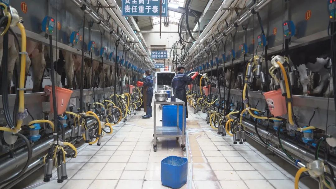 沙湾天润牧场：“智慧牧场”助力奶牛养殖现代化