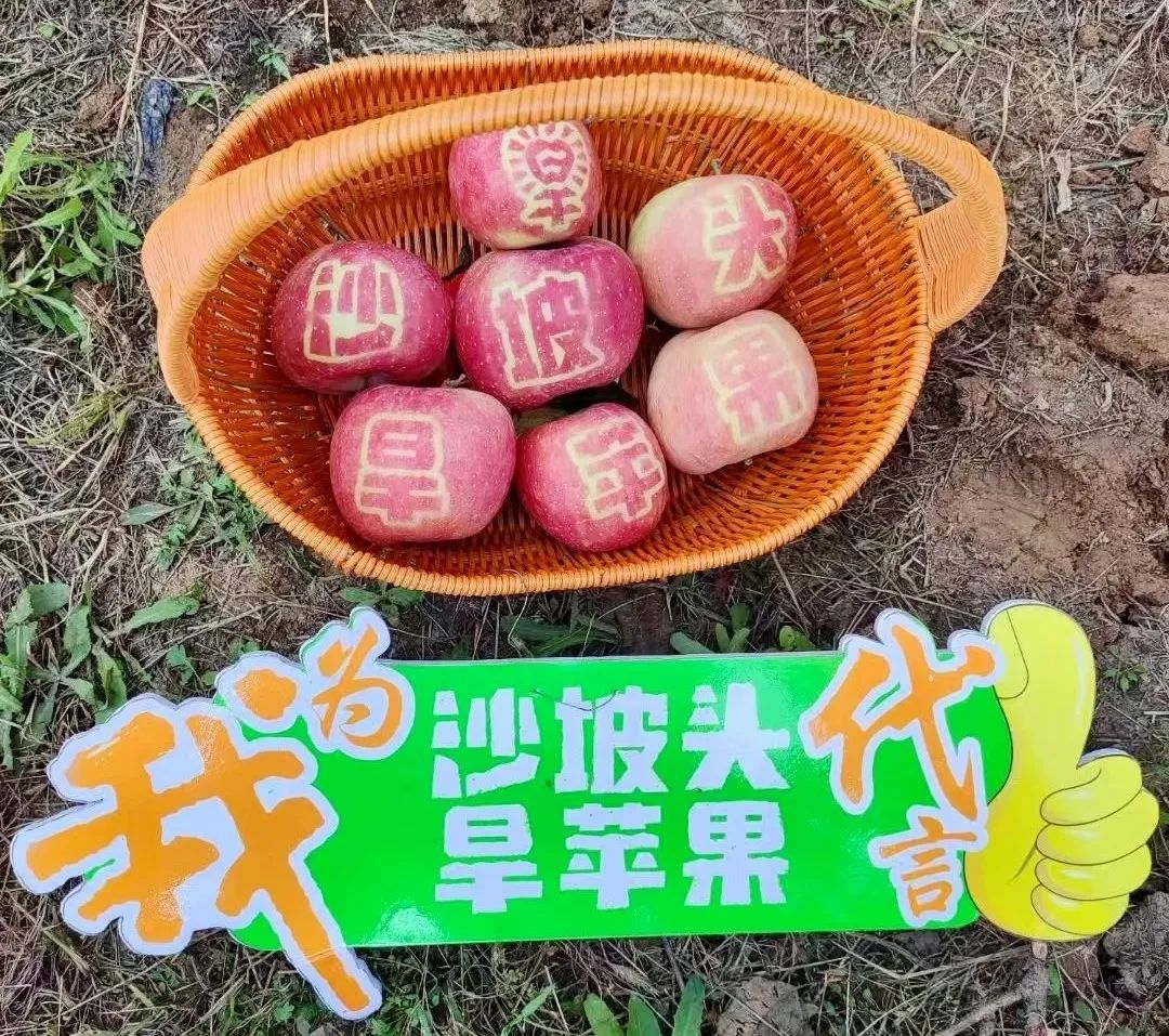 沙坡头旱苹果区域公用品牌发布,开创旱苹果新品类