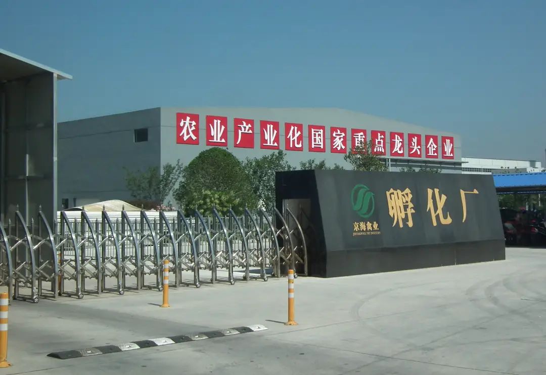 从平凡到卓越,顾云飞与京海禽业的新质之旅
