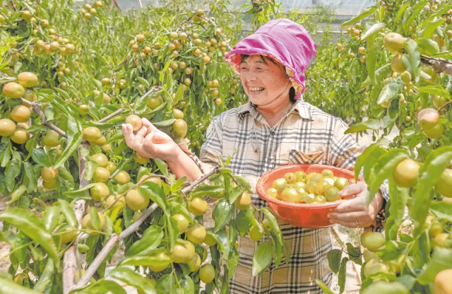 “土特产”“闯”世界——大荔冬枣高质量发展的探索与实践