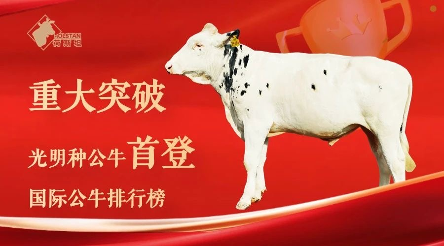 光明乳业再创新纪录!种公牛跻身国际百强榜,实现中国奶牛育种历史性突破!