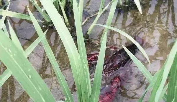 从“猪饲料”到“夜宵之王”,如今价格又腰斩:谁杀死了小龙虾的巨头梦?
