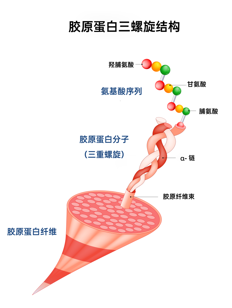 重组胶原蛋白为何是下一个千亿市场?