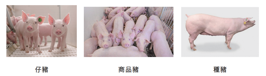 重磅！牧原股份冲击港股IPO，生猪出栏量连续多年全球领跑
