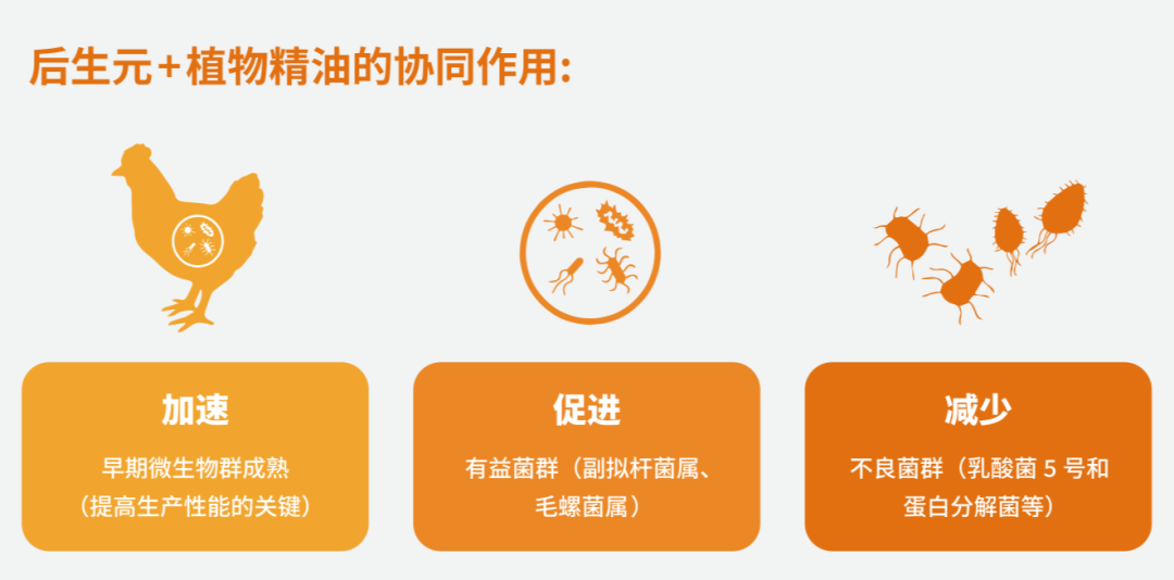 每只鸡平均利润压缩至0.1元？“后生元+植物精油”有望开创数亿元盈利空间