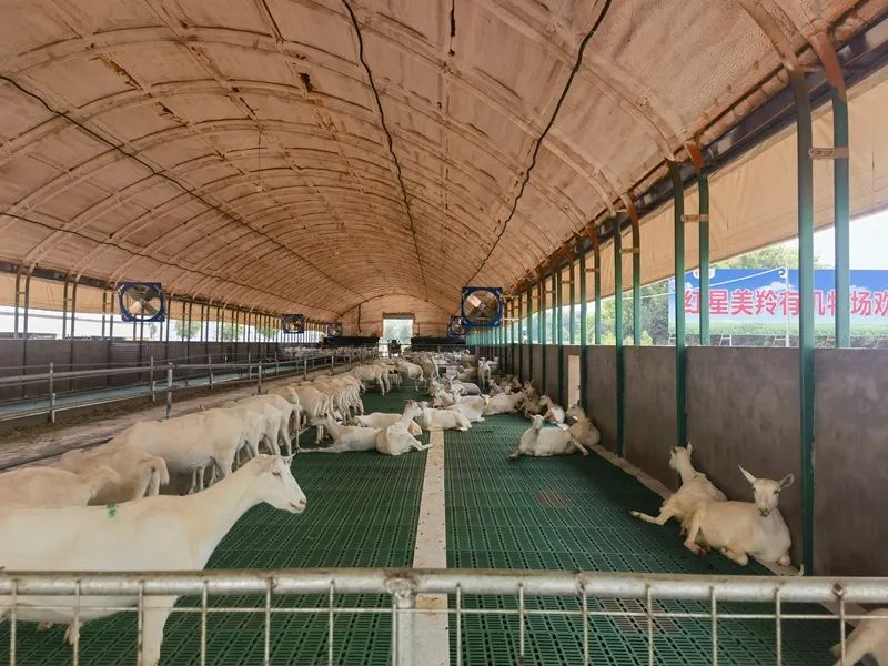 富平山羊奶冲击全产业链产值300亿元新目标
